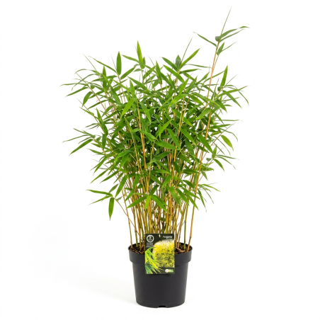 Bambou robusta Formidable 80/100cm Pot 23cm - Fargesia robusta Formidable