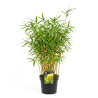 Bambou robusta Formidable 80/100cm Pot 23cm - Fargesia robusta Formidable