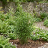 Bambou robusta Formidable 80/100cm Pot 23cm - Fargesia robusta Formidable