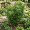 Bambou rufa 60/80cm Pot 23cm - Fargesia rufa