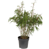 Bambou rufa 60/80cm Pot 23cm - Fargesia rufa