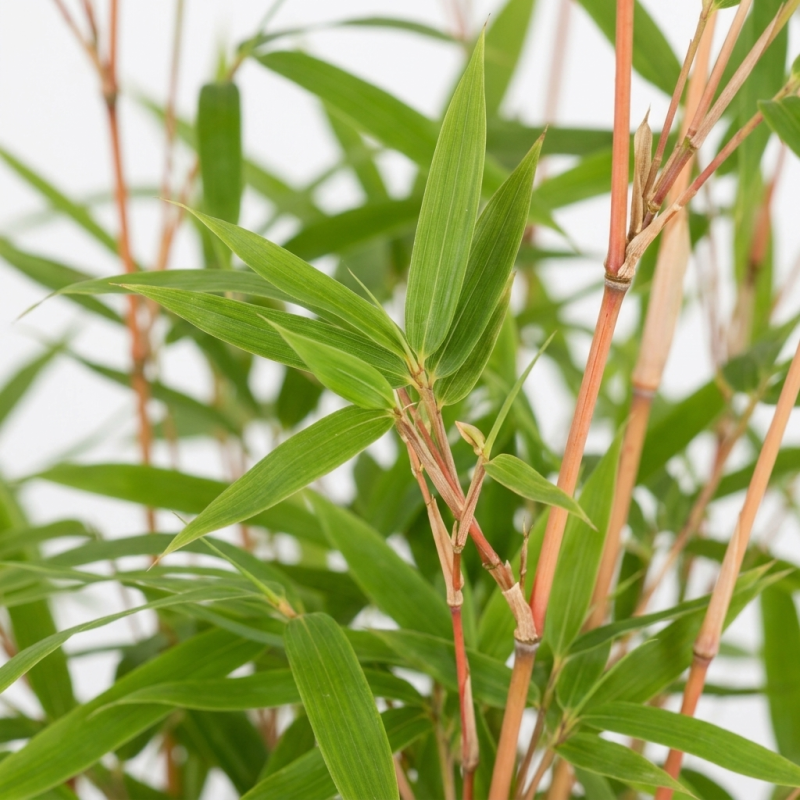 Bambou rufa 60/80cm Pot 23cm - Fargesia rufa