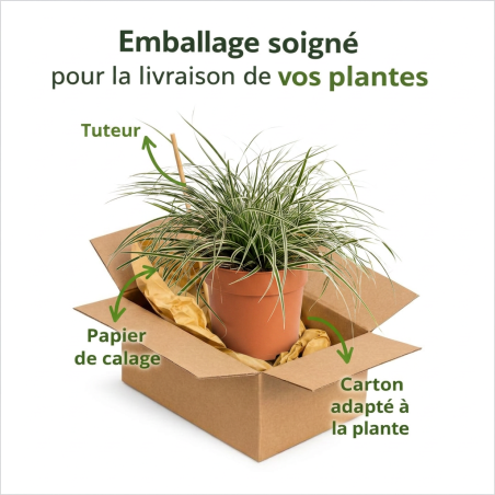 Laîche oshimensis Everest 20cm Pot 3L - Carex oshimensis Everest