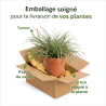 Laîche oshimensis Everest 20cm Pot 3L - Carex oshimensis Everest