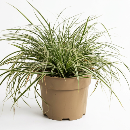 Laîche oshimensis Everest 20cm Pot 3L - Carex oshimensis Everest