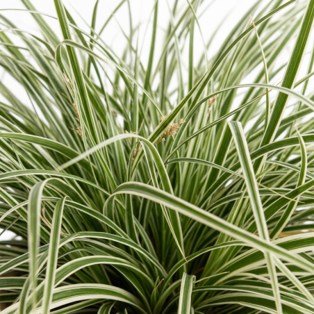 Laîche oshimensis Everest 20cm Pot 3L - Carex oshimensis Everest