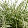 Laîche oshimensis Everest 20cm Pot 3L - Carex oshimensis Everest
