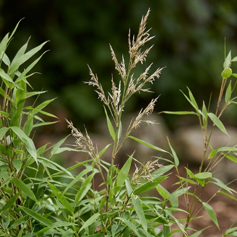 Bambou robusta Formidable 80/100cm Pot 23cm - Fargesia robusta Formidable