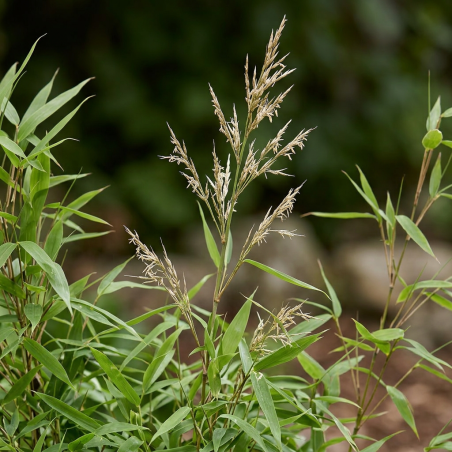 Bambou robusta Formidable 80/100cm Pot 23cm - Fargesia robusta Formidable