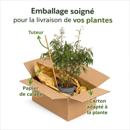 Bambou robusta Formidable 80/100cm Pot 23cm - Fargesia robusta Formidable
