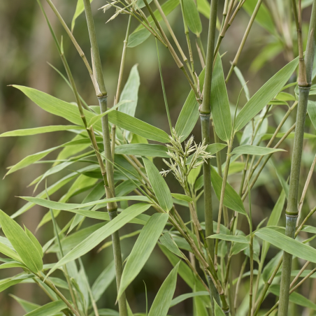 Panic érigé virgatum Sangria 40cm Pot 23cm - Panicum virgatum Sangria