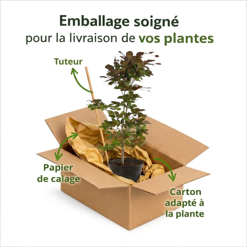 Hêtre pourpre 60/60cm Pot 2L - Fagus sylvatica Atropunicea
