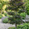 Hêtre pourpre 60/60cm Pot 2L - Fagus sylvatica Atropunicea