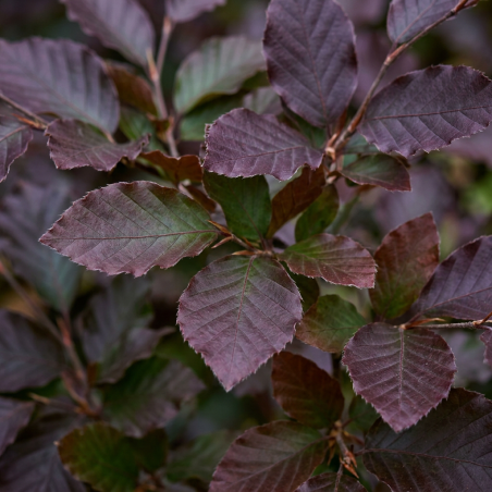 Hêtre pourpre 60/60cm Pot 2L - Fagus sylvatica Atropunicea