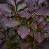 Hêtre pourpre 60/60cm Pot 2L - Fagus sylvatica Atropunicea