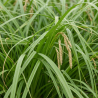 Laîche pendula 60cm Pot 2L - Carex pendula