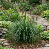 Molinie arundinacea Black Arrows 100cm Pot 7,5L - Molinia arundinacea Black Arrows