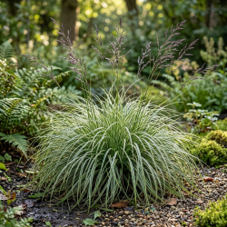 Laîche oshimensis Everest 20cm Pot 3L - Carex oshimensis Everest