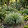 Laîche oshimensis Everest 20cm Pot 3L - Carex oshimensis Everest