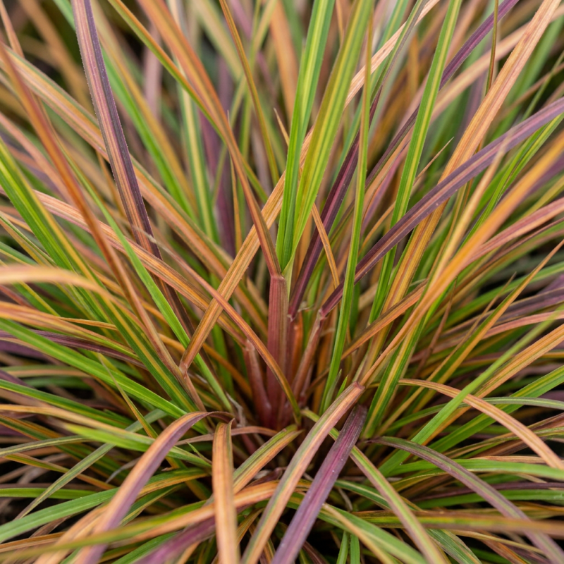 Anemanthele lessingiana Sirocco 60/80cm Pot 3L