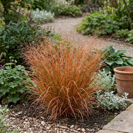 Anemanthele lessingiana Sirocco 60/80cm Pot 3L