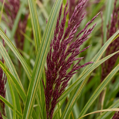Roseau de Chine sinensis Red Chief 100cm Pot 3L - Miscanthus sinensis Red Chief