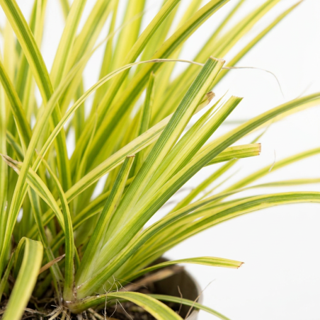 Acorus gramineus Ogon 20cm Pot 3L