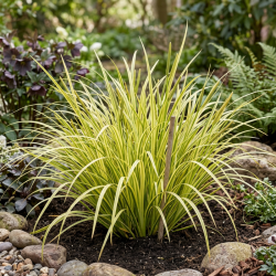 Acorus gramineus Ogon 20cm Pot 3L