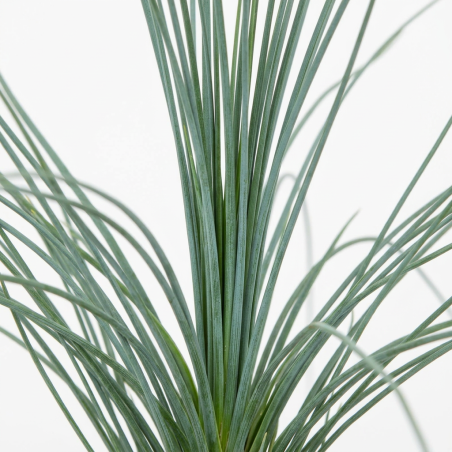 Laîche morrowii Irish Green 40cm Pot 3L - Carex morrowii Irish Green
