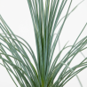 Laîche morrowii Irish Green 40cm Pot 3L - Carex morrowii Irish Green