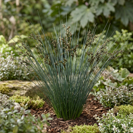 Laîche morrowii Irish Green 40cm Pot 3L - Carex morrowii Irish Green