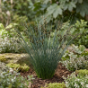 Laîche morrowii Irish Green 40cm Pot 3L - Carex morrowii Irish Green