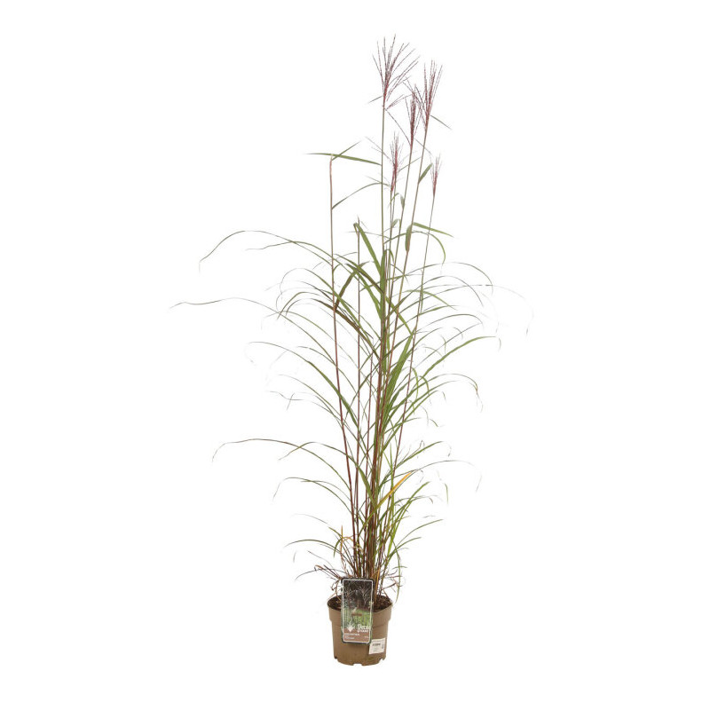 Roseau de Chine sinensis Dronning Ingrid Pot 3L - Miscanthus sinensis Dronning Ingrid