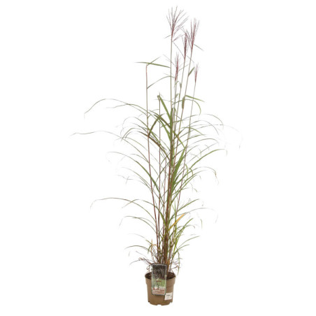 Roseau de Chine sinensis Dronning Ingrid Pot 3L - Miscanthus sinensis Dronning Ingrid