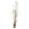 Roseau de Chine sinensis Dronning Ingrid Pot 3L - Miscanthus sinensis Dronning Ingrid
