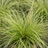 Laîche howardii Phoenix Green 40/60cm Pot 3L - Carex howardii Phoenix Green