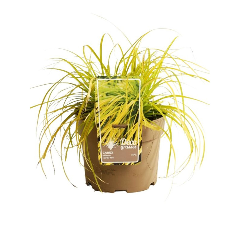 Laîche oshimensis Everillo Pot 3L - Carex oshimensis Everillo