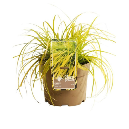 Laîche oshimensis Everillo Pot 3L - Carex oshimensis Everillo