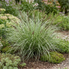 Laîche howardii Phoenix Green 40/60cm Pot 3L - Carex howardii Phoenix Green