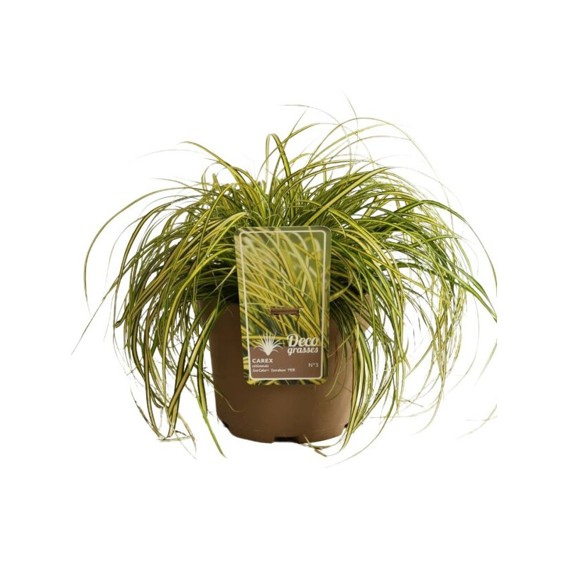 Laîche oshimensis Eversheen Pot 3L - Carex oshimensis Eversheen