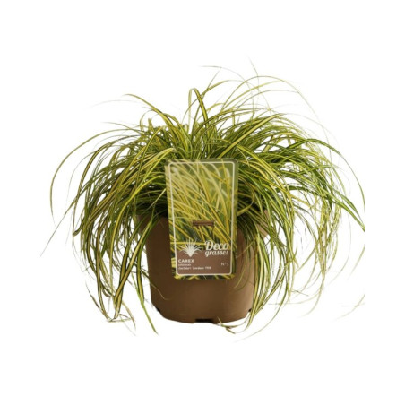 Laîche oshimensis Eversheen Pot 3L - Carex oshimensis Eversheen