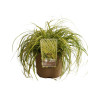 Laîche oshimensis Eversheen Pot 3L - Carex oshimensis Eversheen