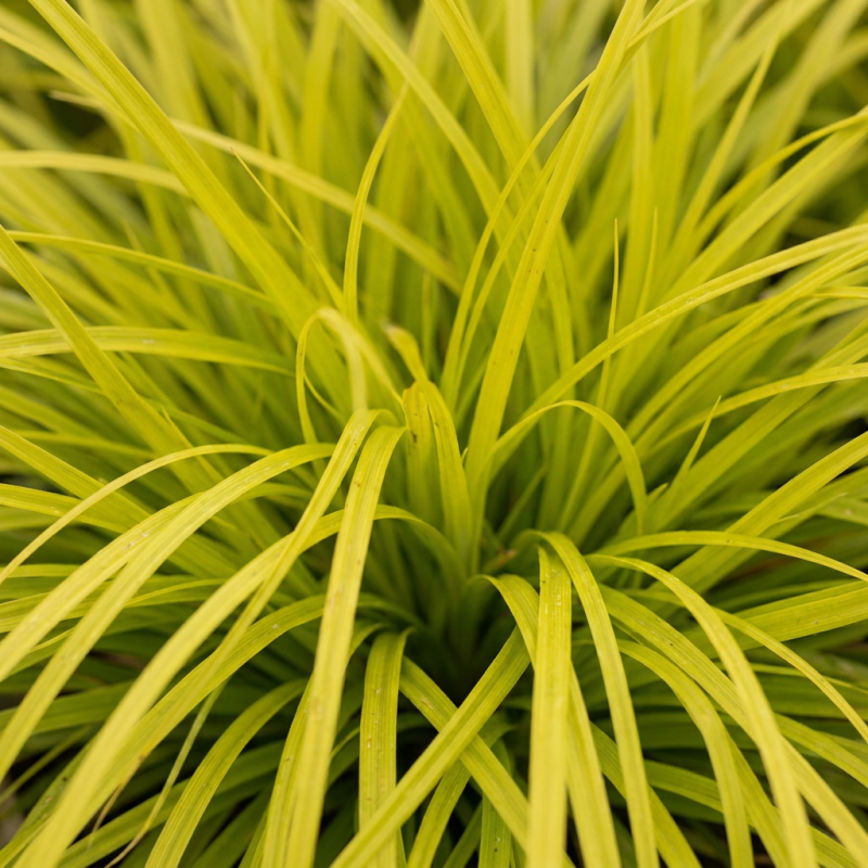 Laîche oshimensis Everillo Pot 3L - Carex oshimensis Everillo