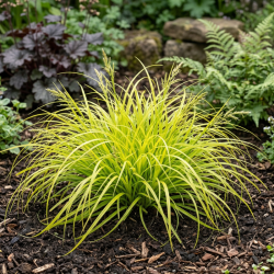 Laîche oshimensis Everillo Pot 3L - Carex oshimensis Everillo