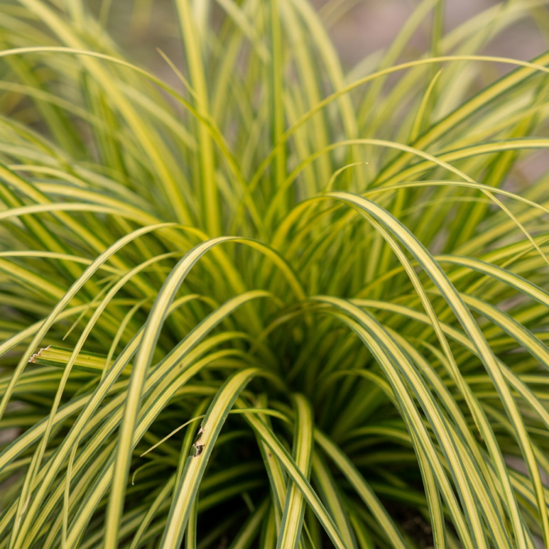 Laîche oshimensis Eversheen Pot 3L - Carex oshimensis Eversheen