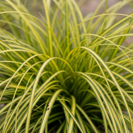 Laîche oshimensis Eversheen Pot 3L - Carex oshimensis Eversheen