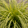 Laîche oshimensis Eversheen Pot 3L - Carex oshimensis Eversheen