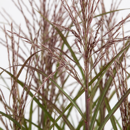 Roseau de Chine sinensis Dronning Ingrid Pot 3L - Miscanthus sinensis Dronning Ingrid
