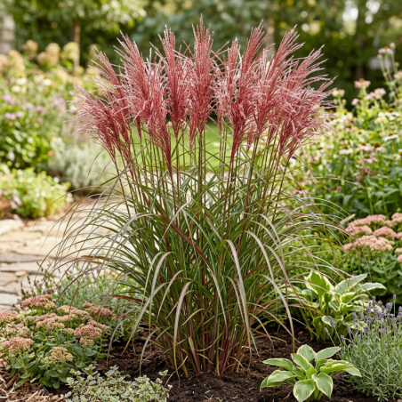 Roseau de Chine sinensis Dronning Ingrid Pot 3L - Miscanthus sinensis Dronning Ingrid