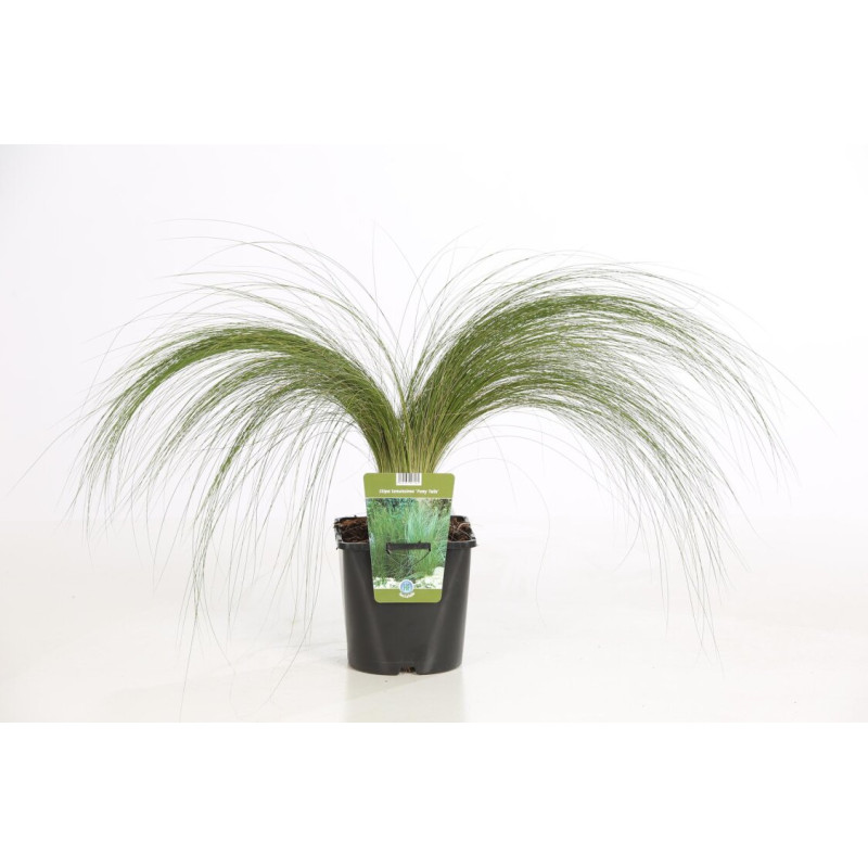 Cheveux dange tenuissima Pony Tails Pot 3L - Stipa tenuissima Pony Tails